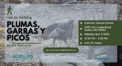 Plumas, garras y picos