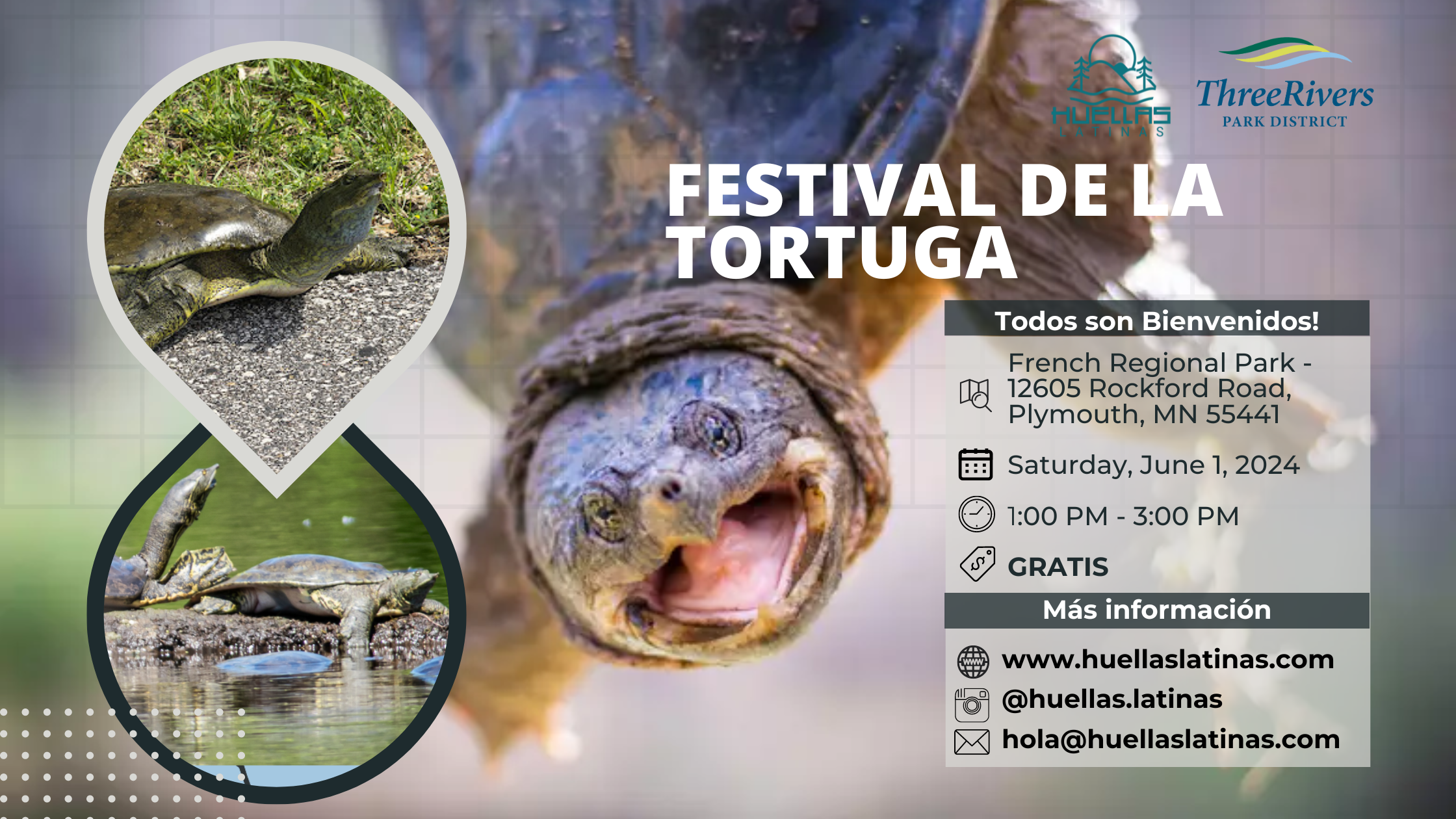 Festival de la Tortuga