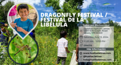 Dragonfly Festival / Festival de la Libélula