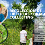 Recolección de Libélulas / Dragonfly Collecting