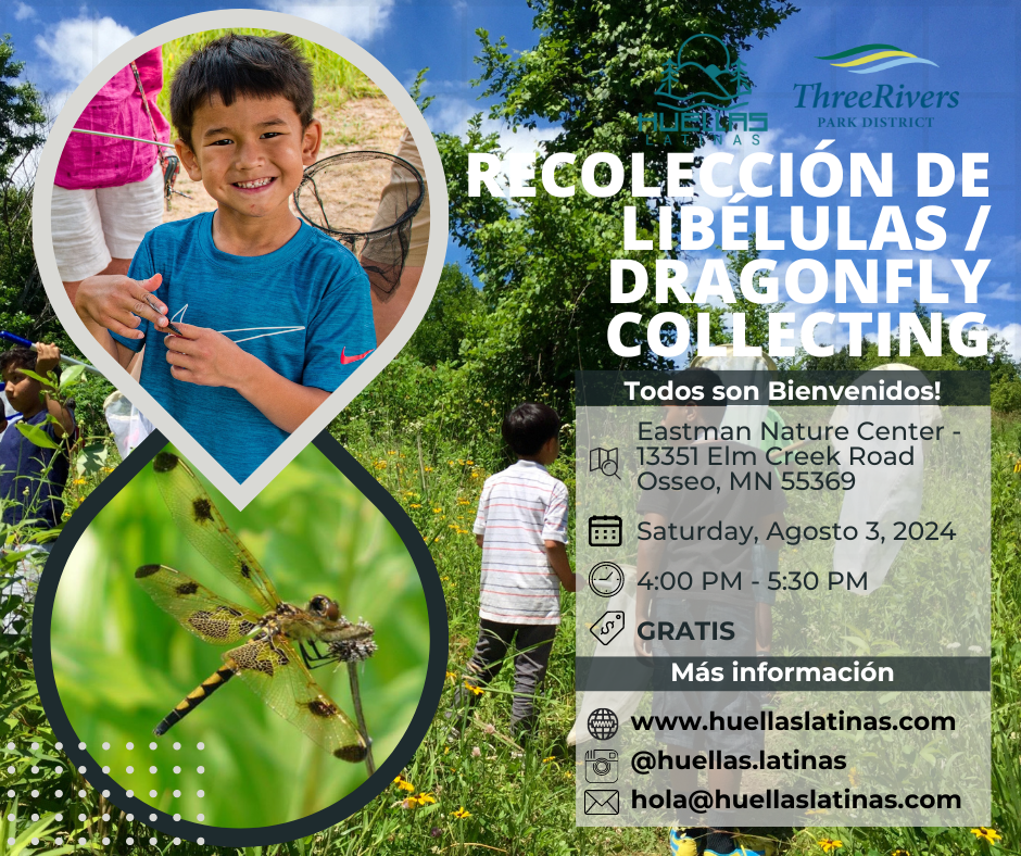 Recolección de libélulas / dragonfly collecting